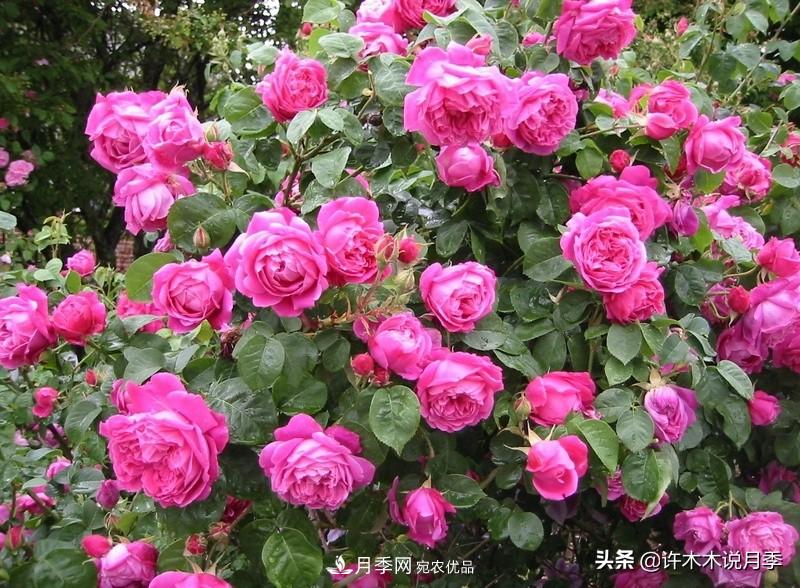 25個(gè)豐花濃香的波旁月季。擁有中國血統，不僅抗病還能做花墻(圖2)