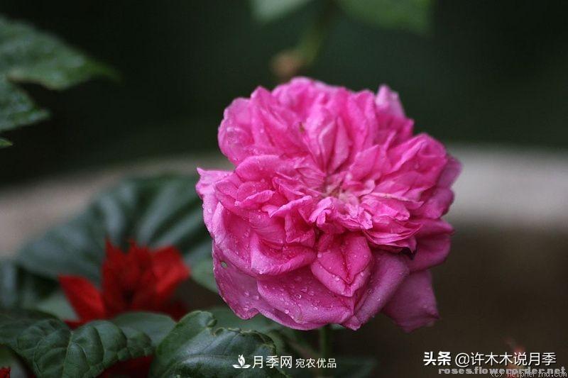 25個(gè)豐花濃香的波旁月季。擁有中國血統，不僅抗病還能做花墻(圖5)