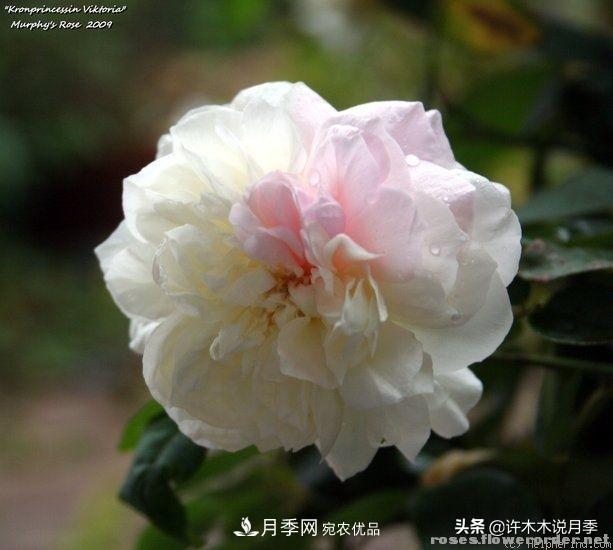 25個(gè)豐花濃香的波旁月季。擁有中國血統，不僅抗病還能做花墻(圖6)