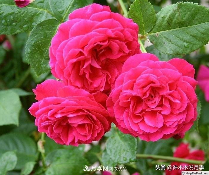 25個(gè)豐花濃香的波旁月季。擁有中國血統，不僅抗病還能做花墻(圖9)