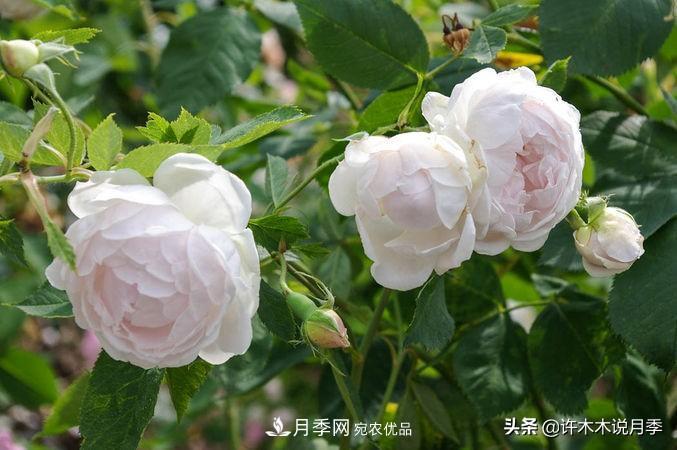 25個(gè)豐花濃香的波旁月季。擁有中國血統，不僅抗病還能做花墻(圖8)