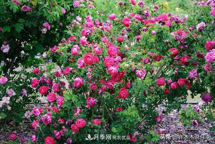 25個(gè)豐花濃香的波旁月季。擁有中國血統，不僅抗病還能做花墻(圖7)