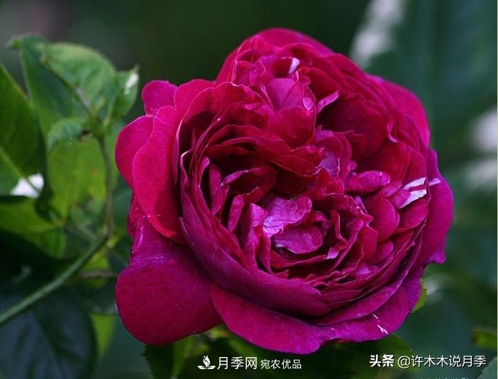 25個(gè)豐花濃香的波旁月季。擁有中國血統，不僅抗病還能做花墻(圖11)
