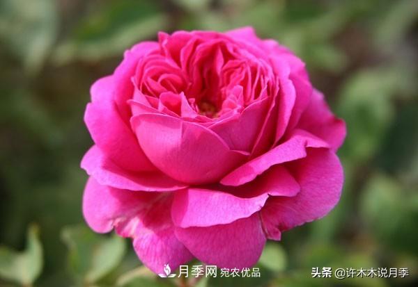 25個(gè)豐花濃香的波旁月季。擁有中國血統，不僅抗病還能做花墻(圖16)