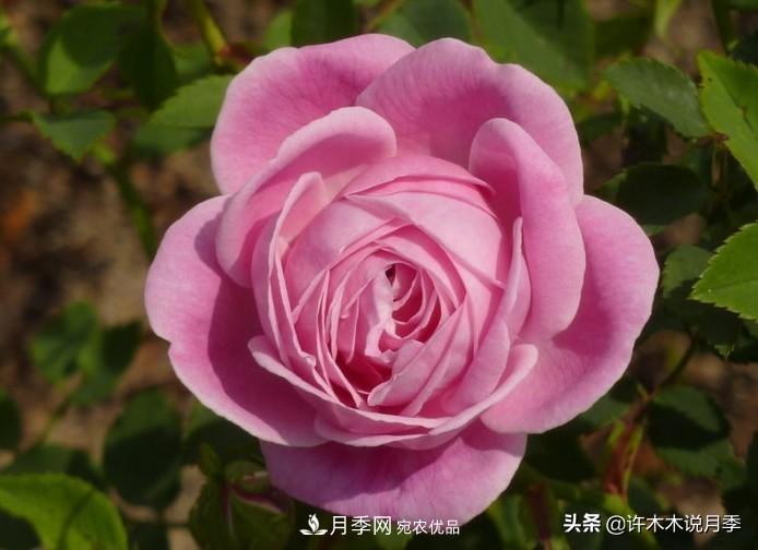 25個(gè)豐花濃香的波旁月季。擁有中國血統，不僅抗病還能做花墻(圖17)