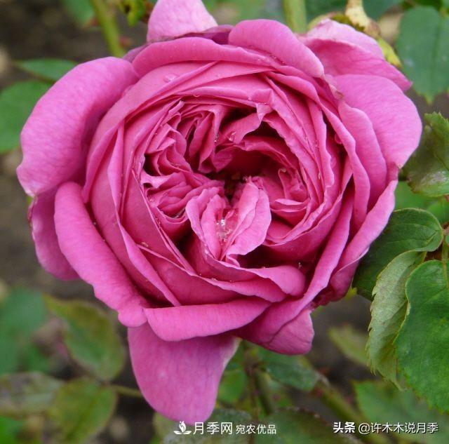 25個(gè)豐花濃香的波旁月季。擁有中國血統，不僅抗病還能做花墻(圖15)