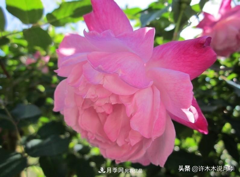 25個(gè)豐花濃香的波旁月季。擁有中國血統，不僅抗病還能做花墻(圖14)