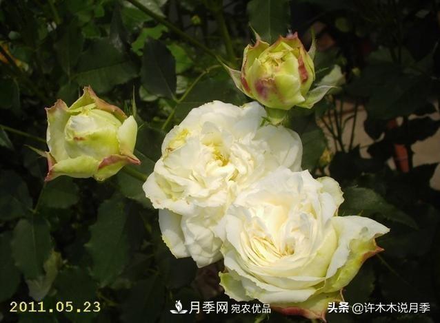 25個(gè)豐花濃香的波旁月季。擁有中國血統，不僅抗病還能做花墻(圖19)