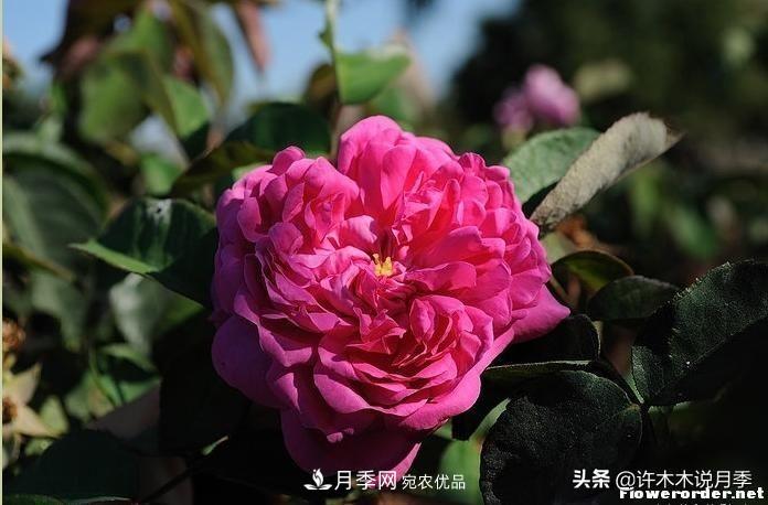 25個(gè)豐花濃香的波旁月季。擁有中國血統，不僅抗病還能做花墻(圖18)