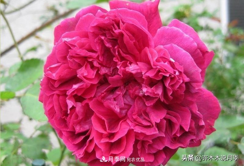 25個(gè)豐花濃香的波旁月季。擁有中國血統，不僅抗病還能做花墻(圖21)