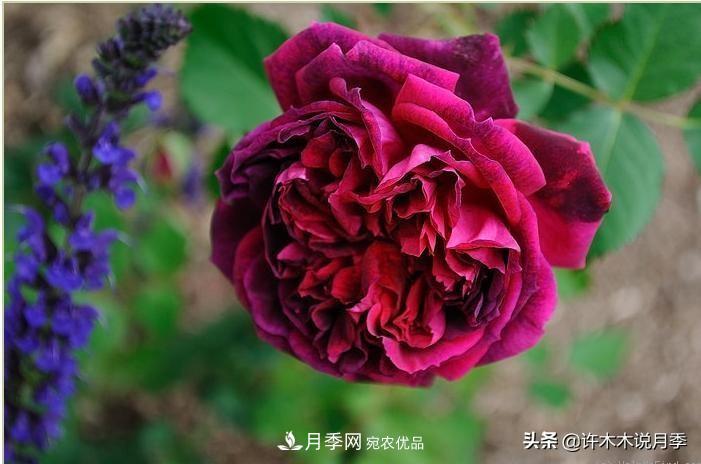 25個(gè)豐花濃香的波旁月季。擁有中國血統，不僅抗病還能做花墻(圖20)