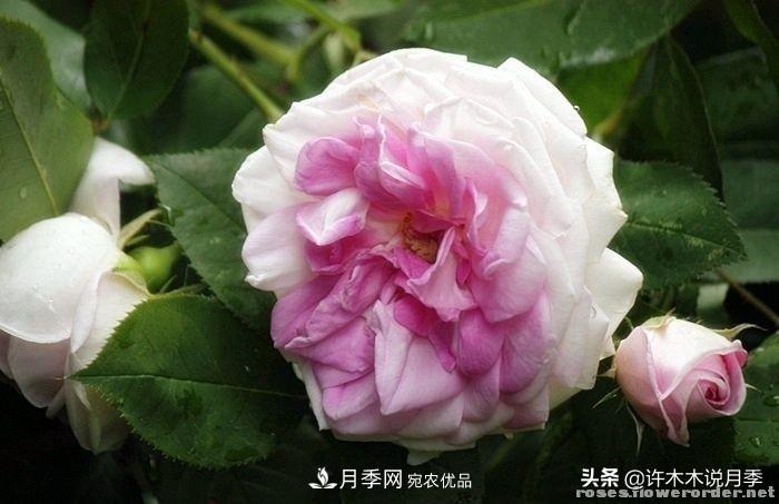 25個(gè)豐花濃香的波旁月季。擁有中國血統，不僅抗病還能做花墻(圖25)