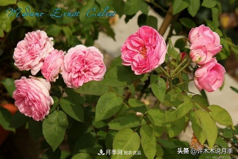25個(gè)豐花濃香的波旁月季。擁有中國血統，不僅抗病還能做花墻(圖23)