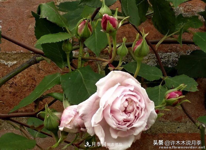 25個(gè)豐花濃香的波旁月季。擁有中國血統，不僅抗病還能做花墻(圖24)