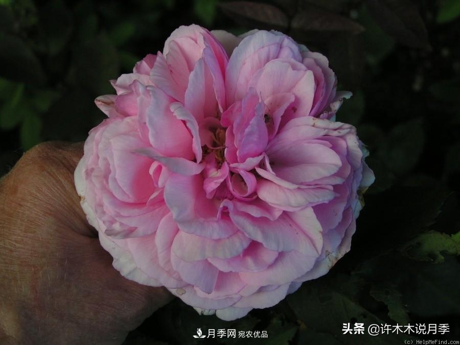 25個(gè)豐花濃香的波旁月季。擁有中國血統，不僅抗病還能做花墻(圖22)