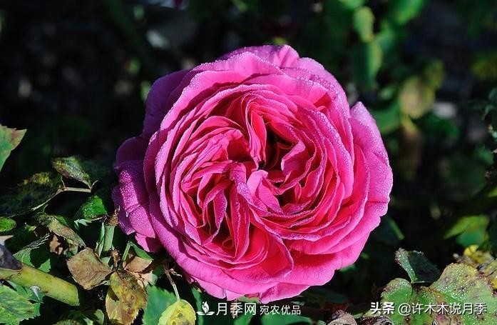 25個(gè)豐花濃香的波旁月季。擁有中國血統，不僅抗病還能做花墻(圖28)