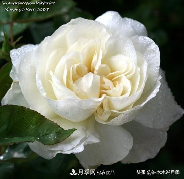 25個(gè)豐花濃香的波旁月季。擁有中國血統，不僅抗病還能做花墻(圖27)