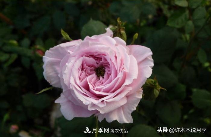 25個(gè)豐花濃香的波旁月季。擁有中國血統，不僅抗病還能做花墻(圖33)