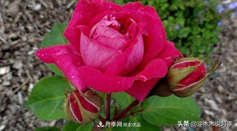 25個(gè)豐花濃香的波旁月季。擁有中國血統，不僅抗病還能做花墻(圖30)