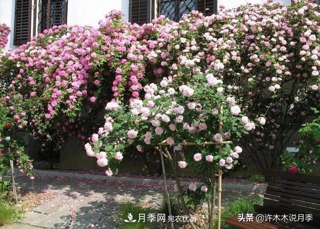 25個(gè)豐花濃香的波旁月季。擁有中國血統，不僅抗病還能做花墻(圖32)