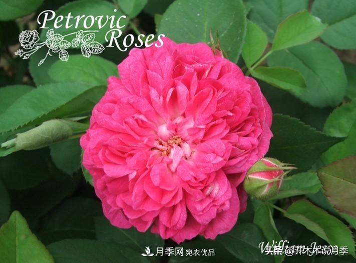25個(gè)豐花濃香的波旁月季。擁有中國血統，不僅抗病還能做花墻(圖31)