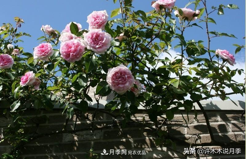 25個(gè)豐花濃香的波旁月季。擁有中國血統，不僅抗病還能做花墻(圖34)
