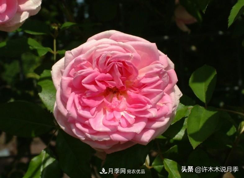 25個(gè)豐花濃香的波旁月季。擁有中國血統，不僅抗病還能做花墻(圖35)