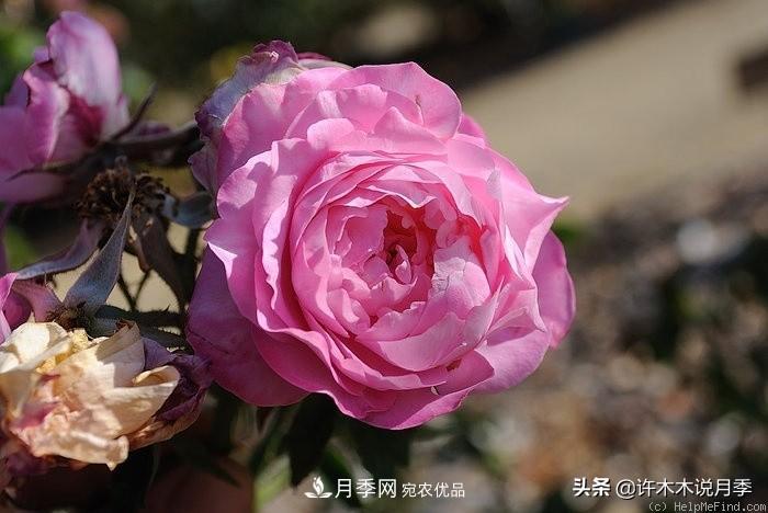 25個(gè)豐花濃香的波旁月季。擁有中國血統，不僅抗病還能做花墻(圖37)