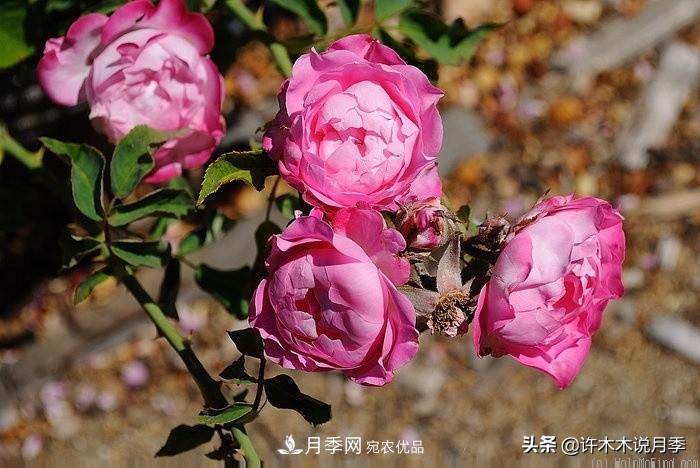 25個(gè)豐花濃香的波旁月季。擁有中國血統，不僅抗病還能做花墻(圖36)
