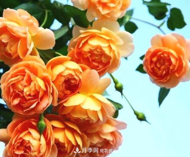 3種“***香月季花”，個(gè)個(gè)香氣四溢、驚艷四座，年年開(kāi)花(圖1)