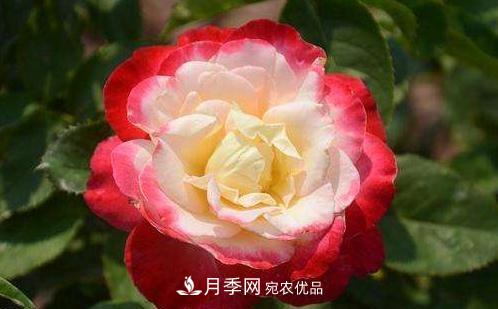 3種“***香月季花”，個(gè)個(gè)香氣四溢、驚艷四座，年年開(kāi)花(圖2)
