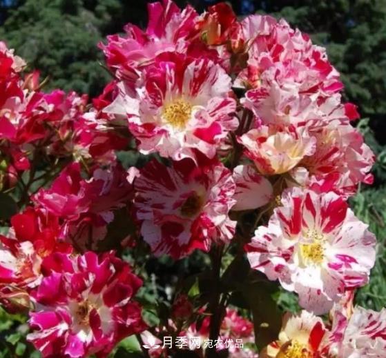 3種“***香月季花”，個(gè)個(gè)香氣四溢、驚艷四座，年年開(kāi)花(圖4)