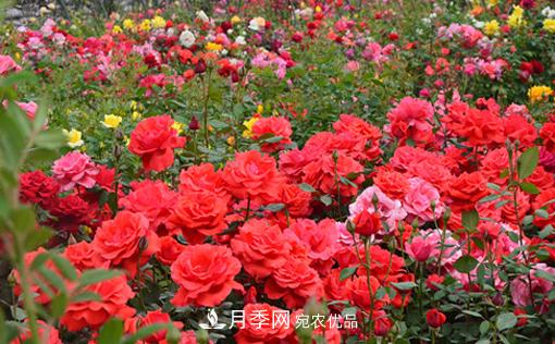 怎么管理陽(yáng)臺上的盆栽月季，方法是什么？(圖1)