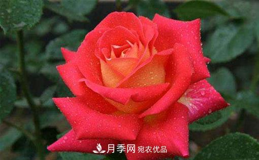 作為養花人不可不知道月季苗的生長(cháng)習性(圖1)