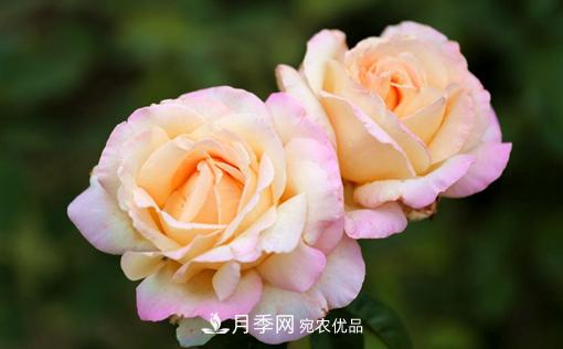 月季如何繁殖？休眠期的花卉怎么保護？(圖1)