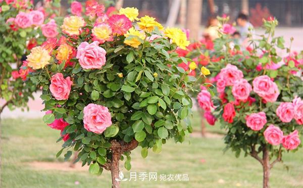 鄭州月季樹(shù)患有霜霉病要怎樣治療呢？(圖1)