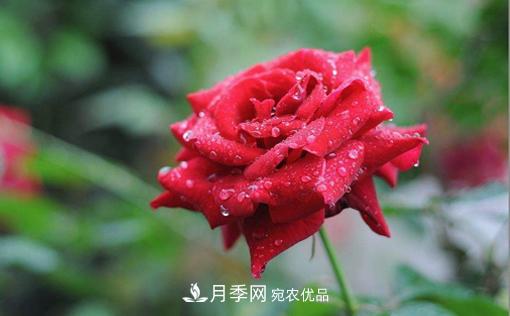 你知道怎么解決大花月季葉子發(fā)黃的問(wèn)題嗎？(圖1)