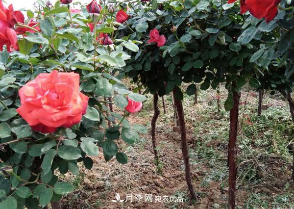 安徽月季樹(shù)無(wú)根砧木嫁接該怎么做？(圖1)