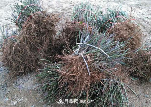 南陽(yáng)月季裸根苗批發(fā)，品種齊全(圖2)
