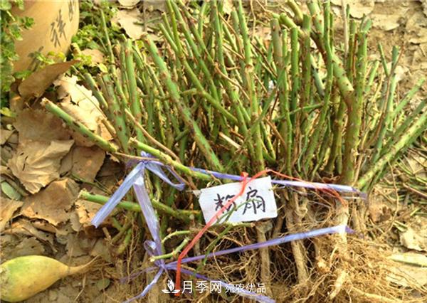 南陽(yáng)月季裸根苗批發(fā)，品種齊全(圖1)