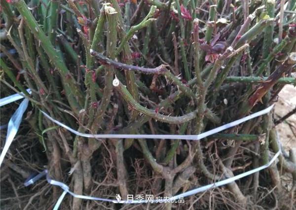 南陽(yáng)月季裸根苗批發(fā)，品種齊全(圖3)