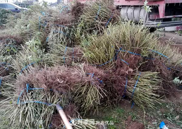 冬季***佳入苗期，提高月季裸根苗成活率6大絕招(圖4)