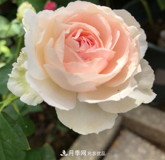 月季選苗這樣做 少走彎路買(mǎi)好苗(圖2)