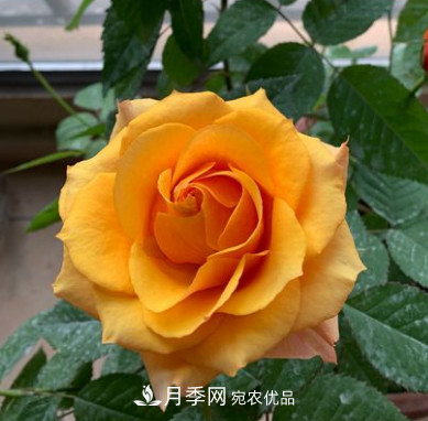 月季選苗這樣做 少走彎路買(mǎi)好苗(圖4)