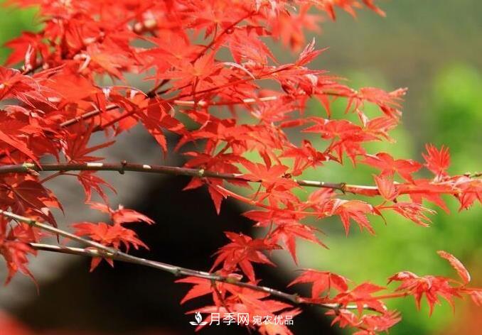 紅楓栽培要點(diǎn)，盆景園林皆宜(圖3)