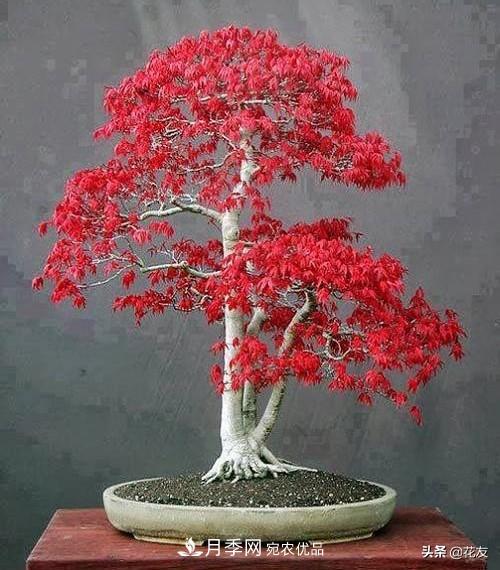 紅楓栽培要點(diǎn)，盆景園林皆宜(圖2)