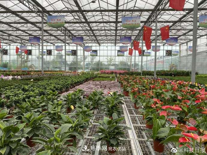 甘肅山里的鮮花基地，讓農民顧家掙錢(qián)兩不誤(圖2)