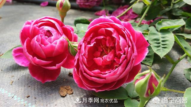月季白粉病，用稀釋的白酒噴灑可以治愈嗎？(圖1)