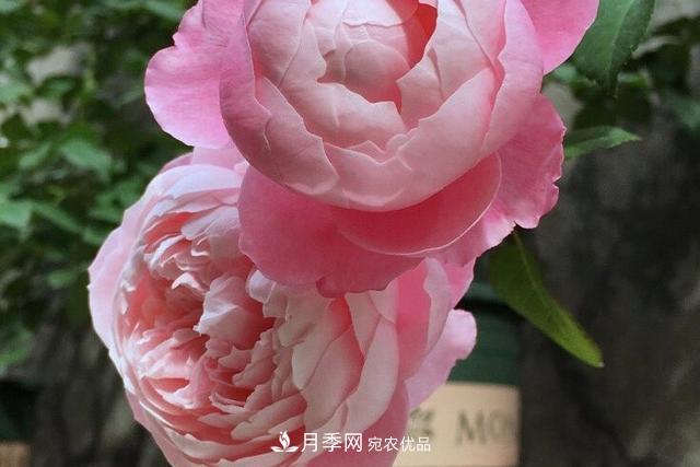 推薦這6款月季，顏值都巨高，喜歡月季的千萬(wàn)不要錯過(guò)(圖4)