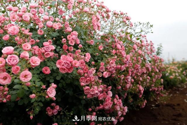 推薦這6款月季，顏值都巨高，喜歡月季的千萬(wàn)不要錯過(guò)(圖5)